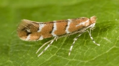 Kasztanowy górnictwo mol